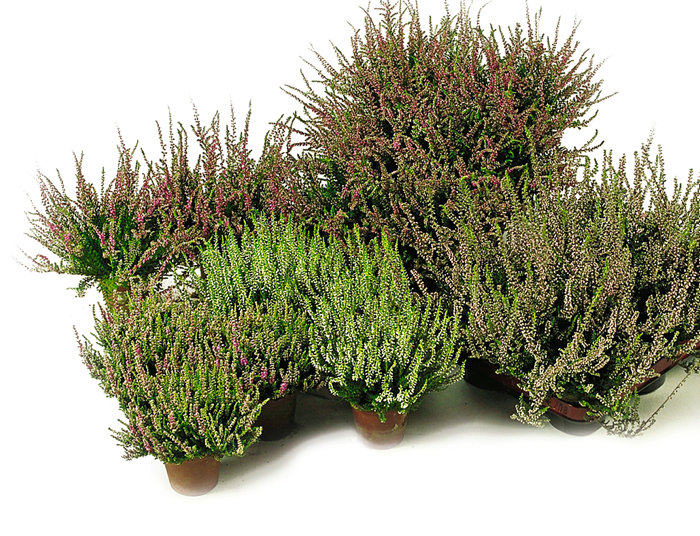 Ljung 'Calluna' Ø9 cm
